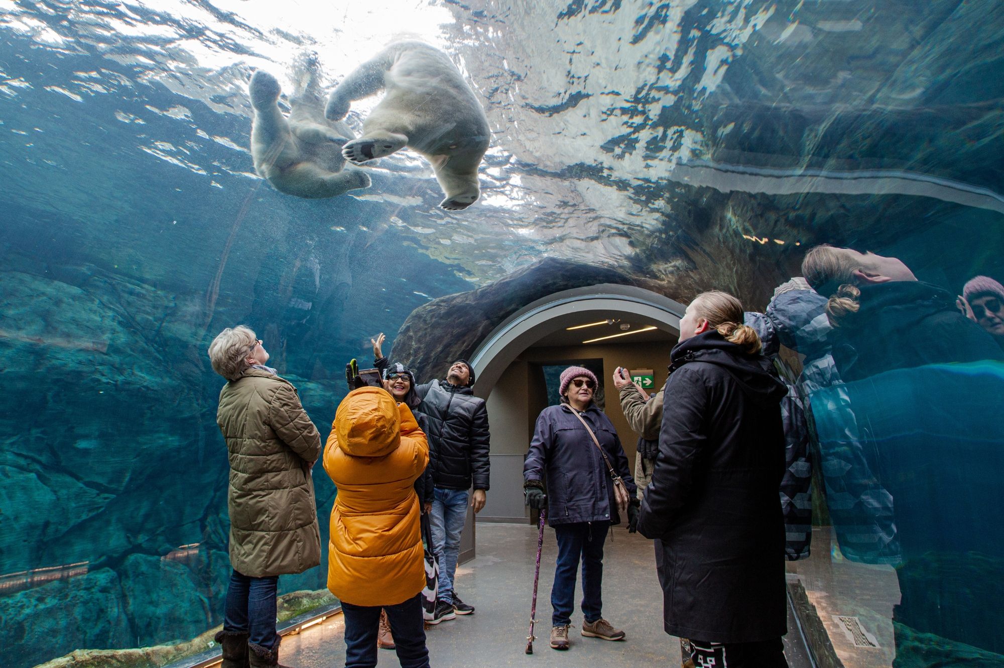 Alzheimer Society actvity at the zoo with polar bears